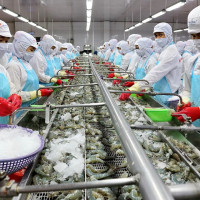 Mỹ áp thuế sơ bộ cao bất thường với tôm Việt Nam