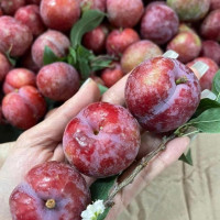 6 nhóm người người 