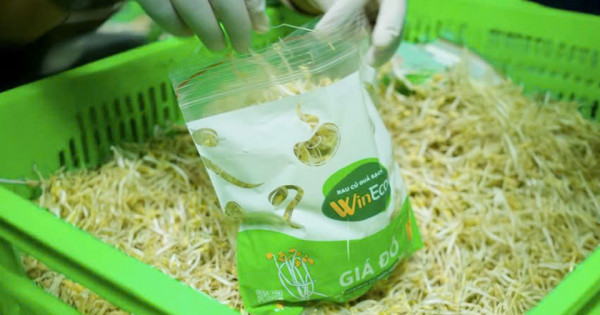 WinEco và hành trình chuẩn hóa giá đỗ sạch: Từ nhà kính công nghệ cao đến bữa ăn an toàn của người Việt