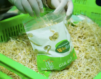 WinEco và hành trình chuẩn hóa giá đỗ sạch: Từ nhà kính công nghệ cao đến bữa ăn an toàn của người Việt