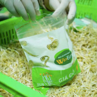 WinEco và hành trình chuẩn hóa giá đỗ sạch: Từ nhà kính công nghệ cao đến bữa ăn an toàn của người Việt