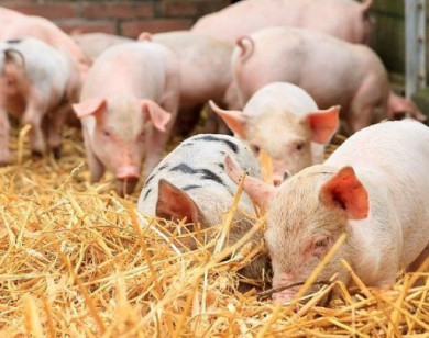 Giá heo hơi ngày 11/6/2025: Đà giảm xuất hiện trở lại tại miền Trung, miền Nam