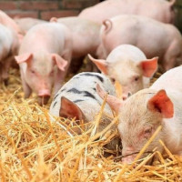 Giá heo hơi ngày 11/6/2025: Đà giảm xuất hiện trở lại tại miền Trung, miền Nam