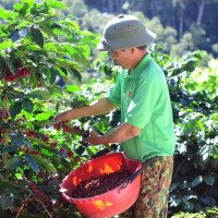 Giá nông sản ngày 11/6/2025: Cà phê tăng mạnh trở lại, hồ tiêu giảm nhẹ