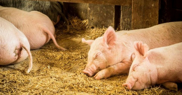Giá heo hơi ngày 12/6/2025: Cả nước tiếp tục giữ giá ổn định