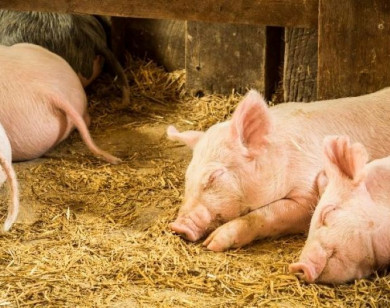 Giá heo hơi ngày 12/6/2025: Cả nước tiếp tục giữ giá ổn định