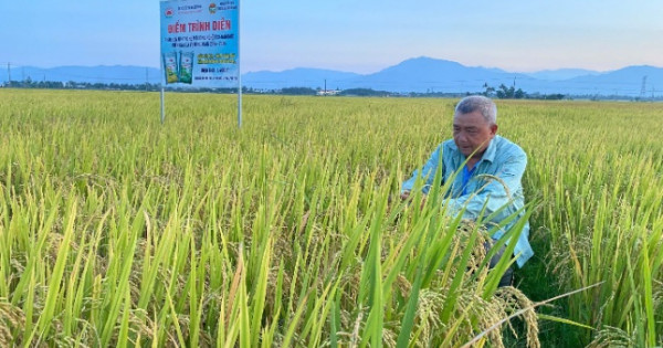 Phú Yên: Lần đầu ứng dụng phân bón NPK công nghệ Nano trên cây lúa – bước đột phá cho nông nghiệp xanh và bền vững