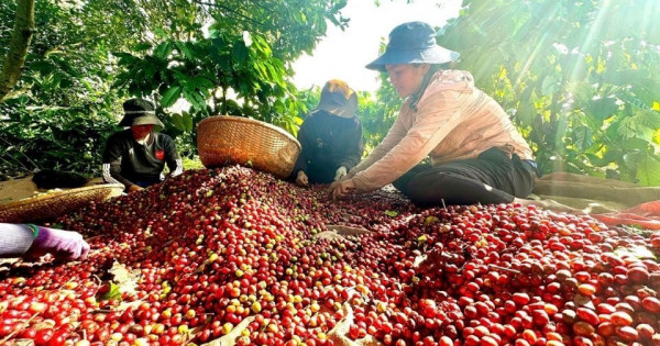 Giá nông sản ngày 14/6/2025: Cà phê tăng nhẹ, hồ tiêu ổn định