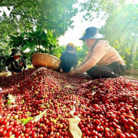 Giá nông sản ngày 14/6/2025: Cà phê tăng nhẹ, hồ tiêu ổn định
