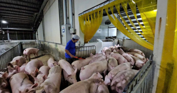Giá heo hơi ngày 16/6/2025: Sẽ tiếp tục dao động nhẹ?