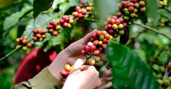 Giá nông sản ngày 16/6/2025: Cà phê và hồ tiêu ổn định