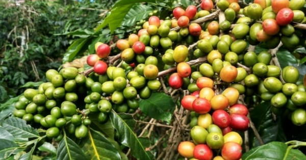 Giá nông sản ngày 18/6/2025: Cà phê và hồ tiêu giảm mạnh