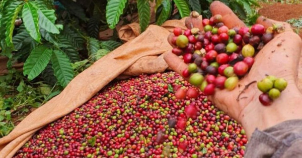 Giá nông sản ngày 19/6/2025: Cà phê và hồ tiêu tiếp tục giảm nhẹ