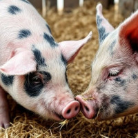 Giá heo hơi ngày 19/6/2025: Ổn định trên cả nước