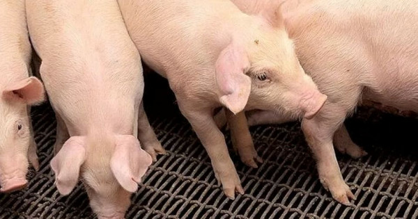 Giá heo hơi ngày 21/6/2025: Đi ngang trên cả nước