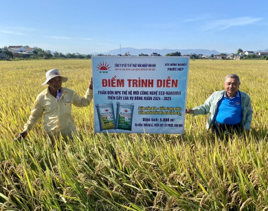 Phân bón NPK công nghệ Eco-Nanomix phát huy hiệu quả trên cây lúa ở Bình Định