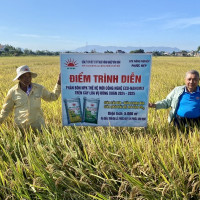 Phân bón NPK công nghệ Eco-Nanomix phát huy hiệu quả trên cây lúa ở Bình Định