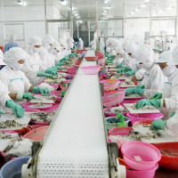 Xuất khẩu thủy sản: Tái cơ cấu thị trường để tránh rủi ro