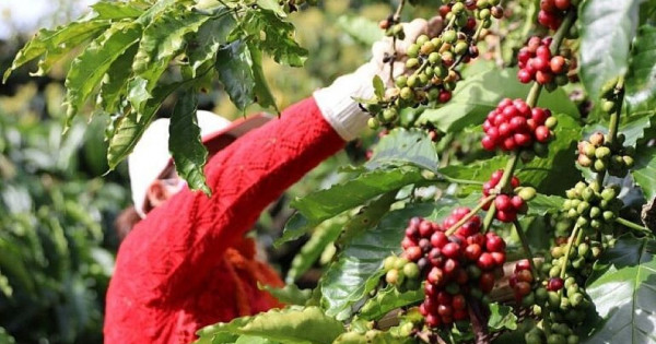 Giá nông sản ngày 23/6/2025: Cà phê cùng hồ tiêu đi ngang