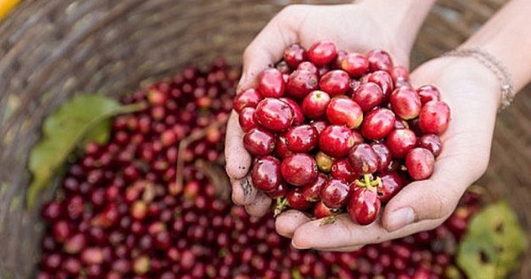 Giá nông sản ngày 24/6/2025: Cà phê và hồ tiêu cùng đi ngang