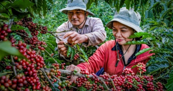 Trả lại sự minh bạch cho cà phê thật