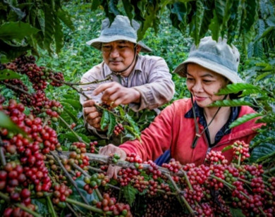 Trả lại sự minh bạch cho cà phê thật