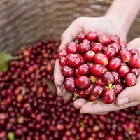 Giá nông sản ngày 24/6/2025: Cà phê và hồ tiêu cùng đi ngang