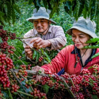 Trả lại sự minh bạch cho cà phê thật