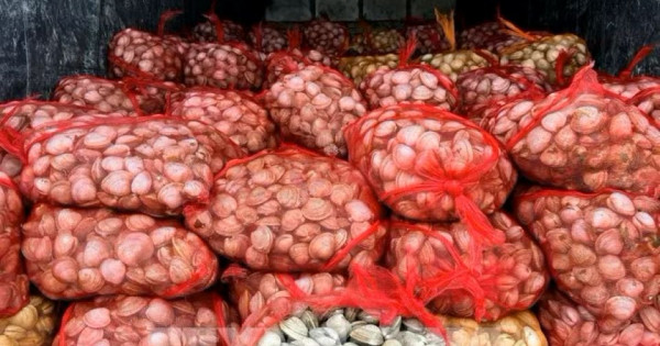 Quảng Ninh thu giữ 17 tấn ngao và hàu không rõ nguồn gốc