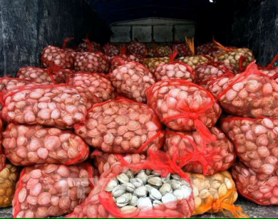 Quảng Ninh thu giữ 17 tấn ngao và hàu không rõ nguồn gốc