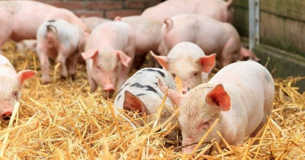 Giá heo hơi ngày 1/7/2025: Tiếp tục giảm tại nhiều địa phương