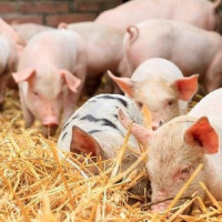 Giá heo hơi ngày 1/7/2025: Tiếp tục giảm tại nhiều địa phương