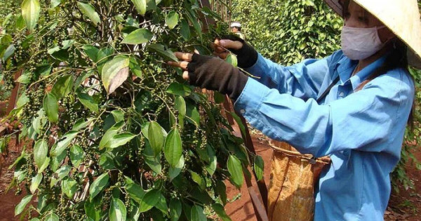 Giá nông sản ngày 2/7/2025: Hồ tiêu tiếp tục bật tăng mạnh