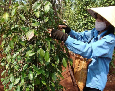 Giá nông sản ngày 2/7/2025: Hồ tiêu tiếp tục bật tăng mạnh