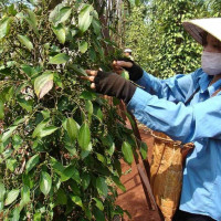 Giá nông sản ngày 2/7/2025: Hồ tiêu tiếp tục bật tăng mạnh