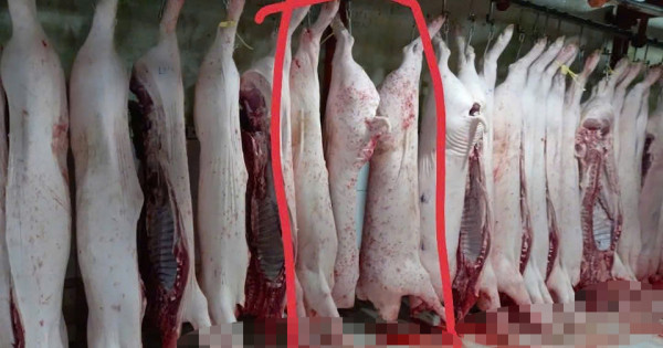 Vụ C.P Việt Nam bị tố bán heo bệnh: Không khởi tố vụ án nhưng niềm tin người tiêu dùng vẫn "lơ lửng"?