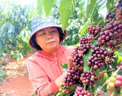 Giá nông sản ngày 3/7/2025: Hồ tiêu và cà phê tiếp đà tăng cao