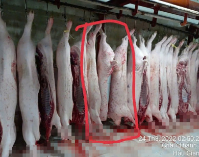 Vụ C.P Việt Nam bị tố bán heo bệnh: Không khởi tố vụ án nhưng niềm tin người tiêu dùng vẫn "lơ lửng"?