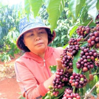 Giá nông sản ngày 3/7/2025: Hồ tiêu và cà phê tiếp đà tăng cao