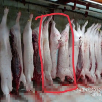 Vụ C.P Việt Nam bị tố bán heo bệnh: Không khởi tố vụ án nhưng niềm tin người tiêu dùng vẫn 
