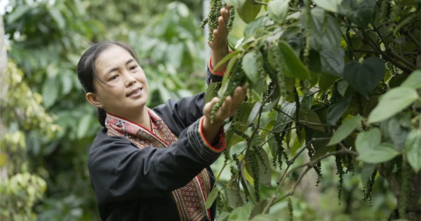 Giá nông sản ngày 4/7/2025: Hồ tiêu đảo chiều giảm mạnh