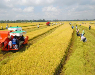 Kéo dài thời gian miễn thuế sử dụng đất nông nghiệp đến hết ngày 31/12/2030