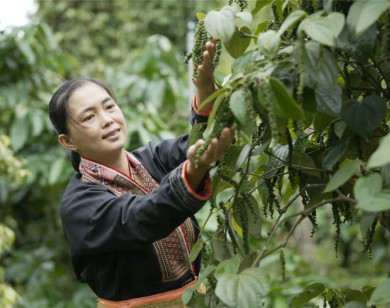 Giá nông sản ngày 4/7/2025: Hồ tiêu đảo chiều giảm mạnh
