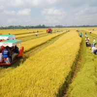 Kéo dài thời gian miễn thuế sử dụng đất nông nghiệp đến hết ngày 31/12/2030