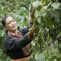 Giá nông sản ngày 4/7/2025: Hồ tiêu đảo chiều giảm mạnh