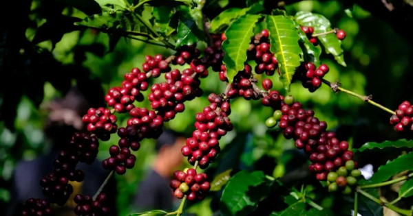 Tin tức kinh tế 5/7: xuất khẩu cà phê lập kỷ lục mới về kim ngạch