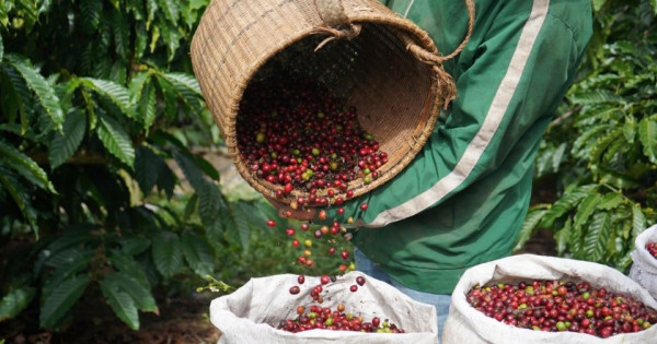Giá nông sản ngày 6/7/2025: Cà phê tiếp tục tăng nhẹ, hồ tiêu ổn định