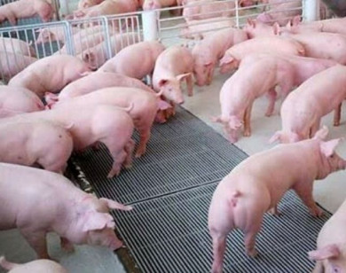 Giá heo hơi ngày 6/7/2025: Duy trì ổn định toàn quốc