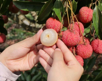 5 trái cây có đặc tính nóng nên tránh hoặc hạn chế ăn trong mùa hè
