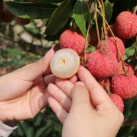 5 trái cây có đặc tính nóng nên tránh hoặc hạn chế ăn trong mùa hè